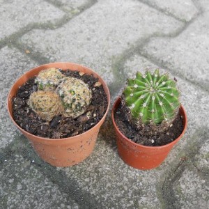 MAMMILARIA SCIEDEANA E