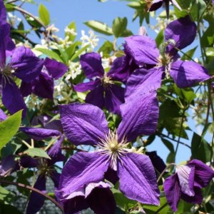 Clematis Jackmanij