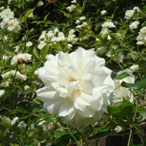 Rosa iceberg e bankisiae