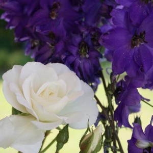 R.Iceberg e Delphinium