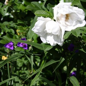 Rosa Gufo delle nevi e tradescantia
