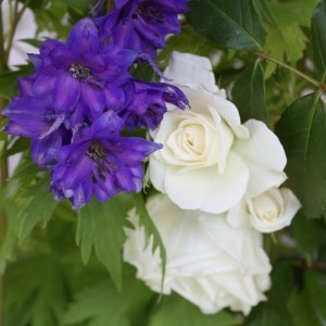 Delphinium King e r. iceberg