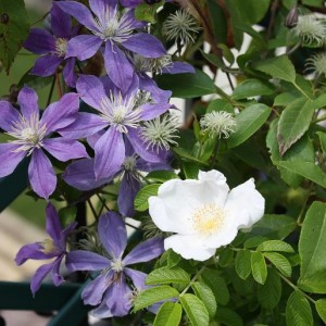 Clematis Arabelle e rosa rugosa