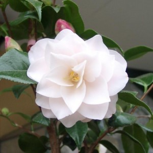 Camelia 'Hagoromo' 1