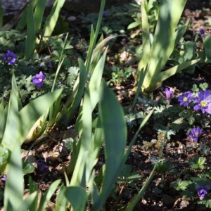 Anemoni blanda tra gli iris