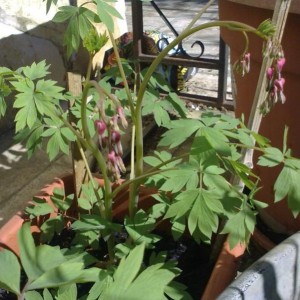 dicentra