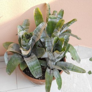 AECHMEA FASCIATA