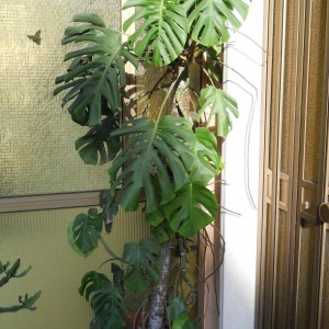 PHILODENDRON PERTUSUM