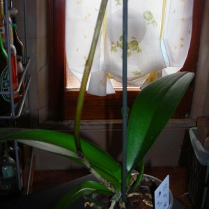 Orchidee 004