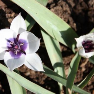 Tulipa Pulcella Alba Maculata Cerulea