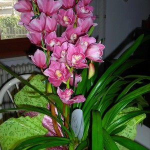 Cymbidium