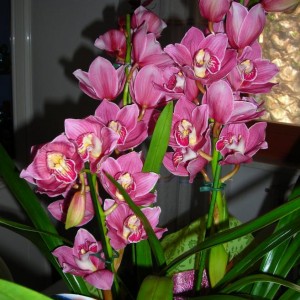 Cymbidium