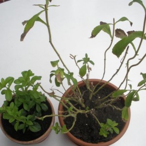 stevia 2010 e 2011