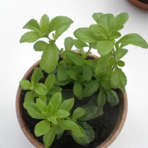 stevia 2011