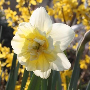 Narcissus Obdam