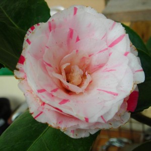 camelia contessa Lavinia Maggi