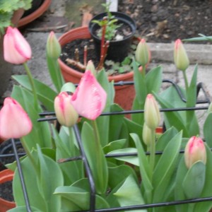 TULIPANI ROSA