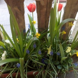 Mix Tulipani, Narcisi, violette