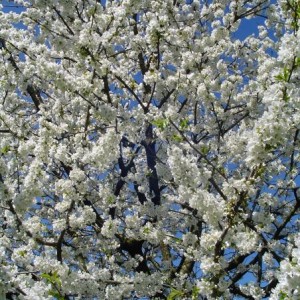 fioritura ciliegio nord