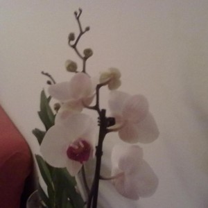 phal 1