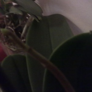 phal 1