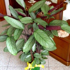 calathea ctenanthe compactstar