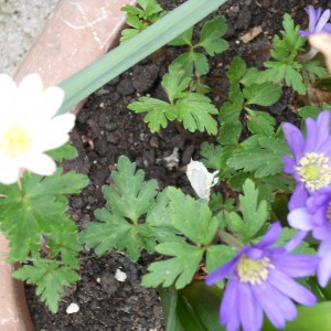 ANEMONE BLANDA