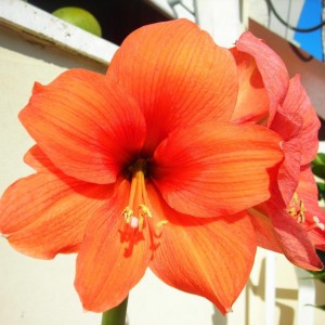 amarillis hippeastrum.....salmone!