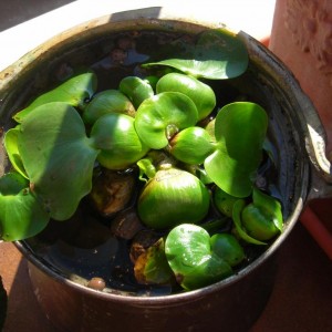 il mio giacinto d'acqua è cresciuto!!