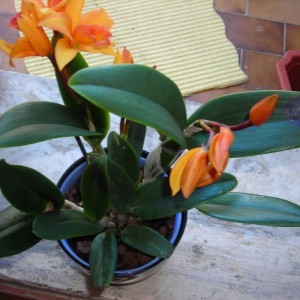 cattleya macchiata