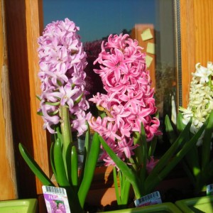 Orchidee 045