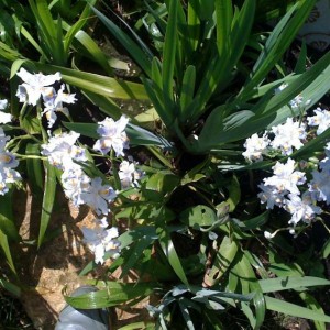 iris japonica