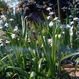 iris japonica