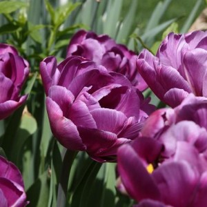 Tulipa Lilac Perfection