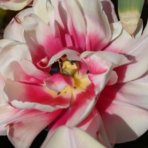 Tulipa Wirosa Fiore di Peonia