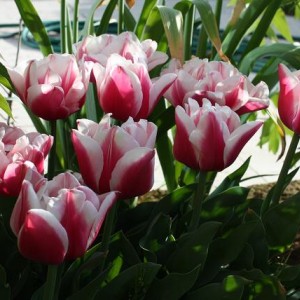 Tulipa Wirosa