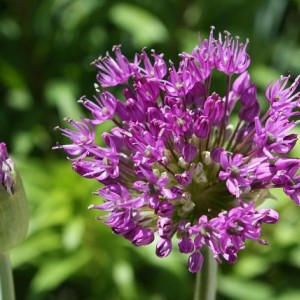 Allium Giganteum