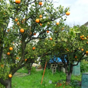 Arancio Vaniglia in produzione inverno 2010-2011