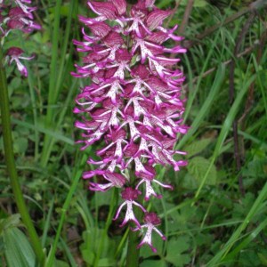 Orchis militaris, trovata sull'Appennino modenese, protetta e rarissima!