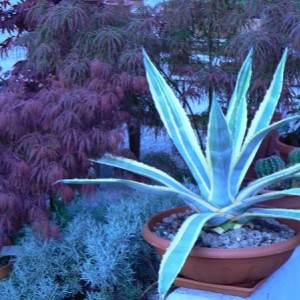 l'agave in primo piano in compagnia delle grasse della liquerizia e degli aceri