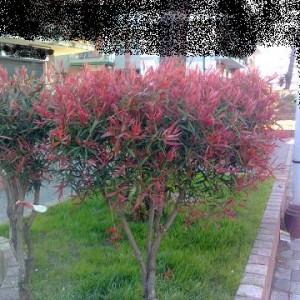 Pianta con foglie rosse