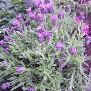 Lavanda (18Aprile)