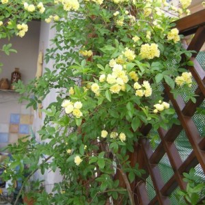 Rosa bankisiae lutea (2)