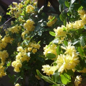 Rosa bankisiae lutea (1)