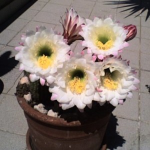 Trichocereus schickendantzii multi fiori