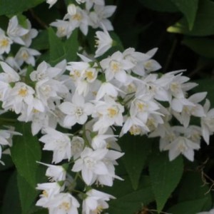 Deutzia gracilis