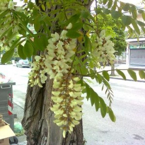 Albero con fiori bianchi simili al glicine