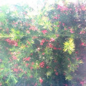 Aghiforme con fiori rossi