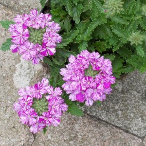 VERBENA