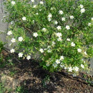 Cisto femmina, Scornabecco
Specie indigena tipica della macchia mediterranea.
Arbusto sempreverde e legnoso diffuso su tutta la Sardegna, dalle zone